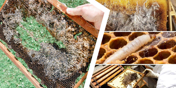 How to Manage Pests Without Harsh Chemicals: A Beekeeper’s Guide for Australia &amp; New Zealand