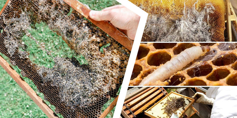 How to Manage Pests Without Harsh Chemicals: A Beekeeper’s Guide for Australia &amp; New Zealand